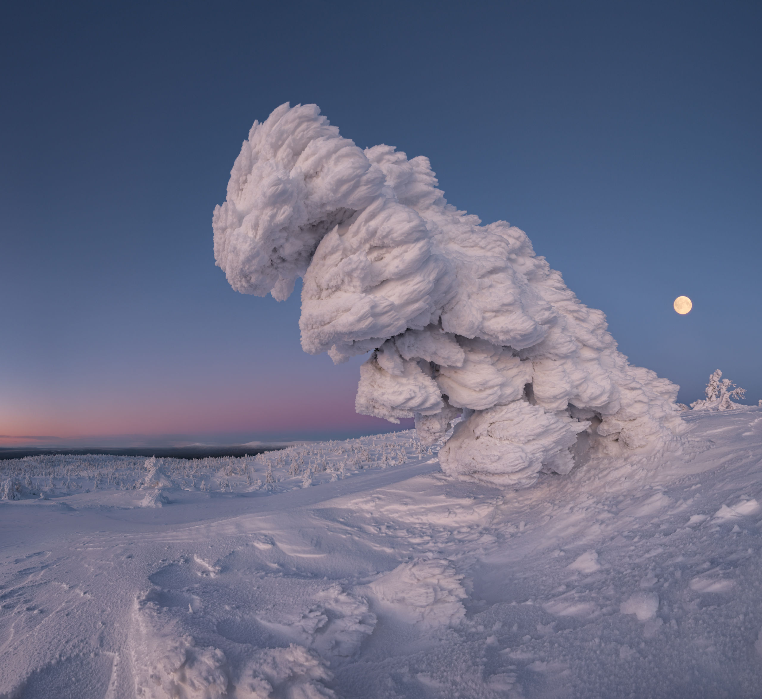 2560x2347, 480 Kb / снег, луна, дерево, Сергей Алещенко