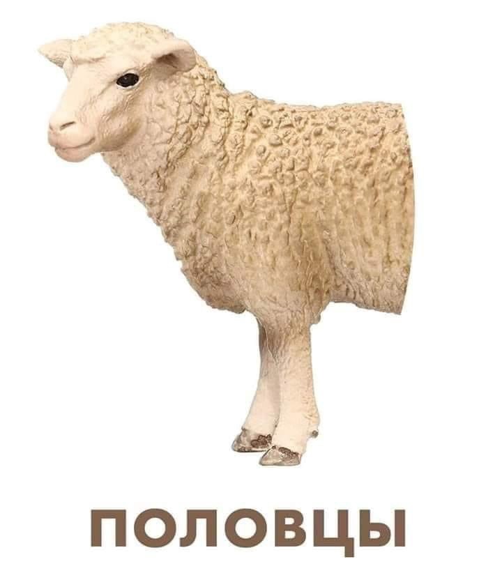 720x832, 51 Kb / овца, половцы