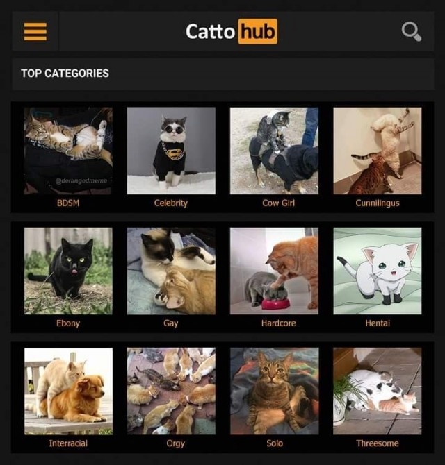 640x670, 92 Kb / Коты, категории, котохаб, cattohub