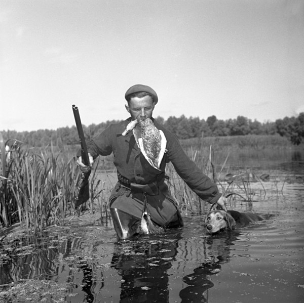 600x599, 84 Kb / ч/б, собака, охотник, ружье, утка, дичь, 1956, Николай Козловский