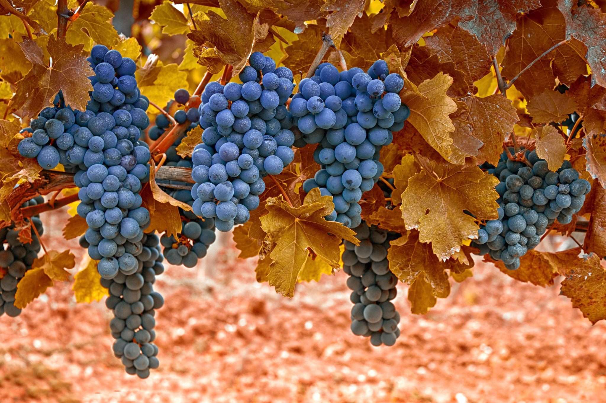 2048x1365, 328 Kb / виноград, листья, осень