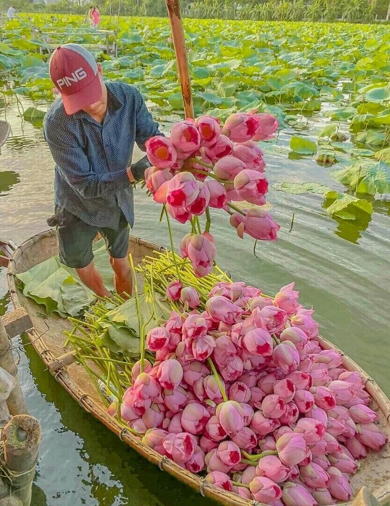 790x1024, 253 Kb / цветы, лотосы, лодка, вода, Вьетнам