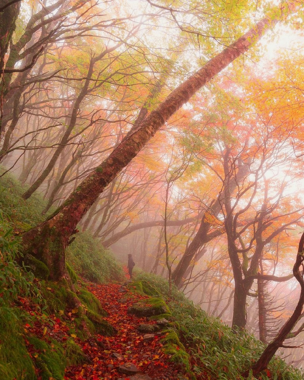 1026x1280, 371 Kb / Токусима, Япония, тропинка, лес, деревья, осень, туман