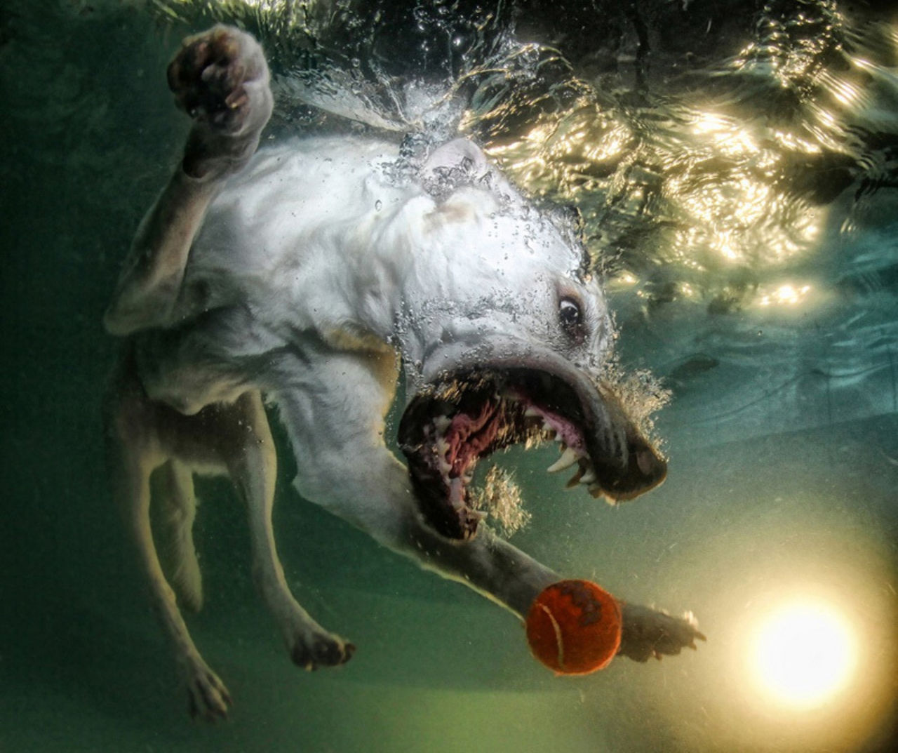 1280x1073, 191 Kb / пёс, собака, мяч, под водой, зубы, пасть