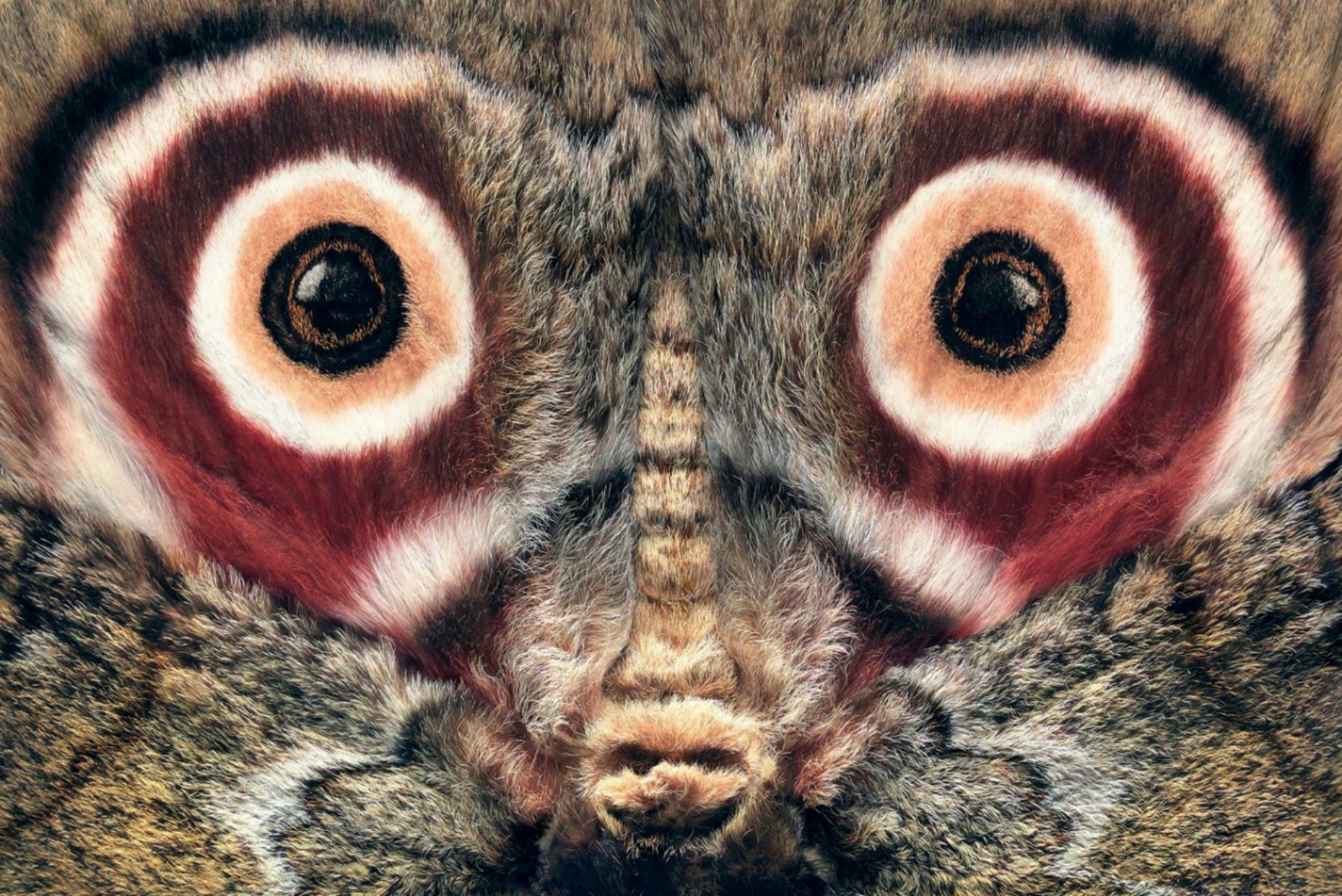 Олимпиус Инферно бабочка