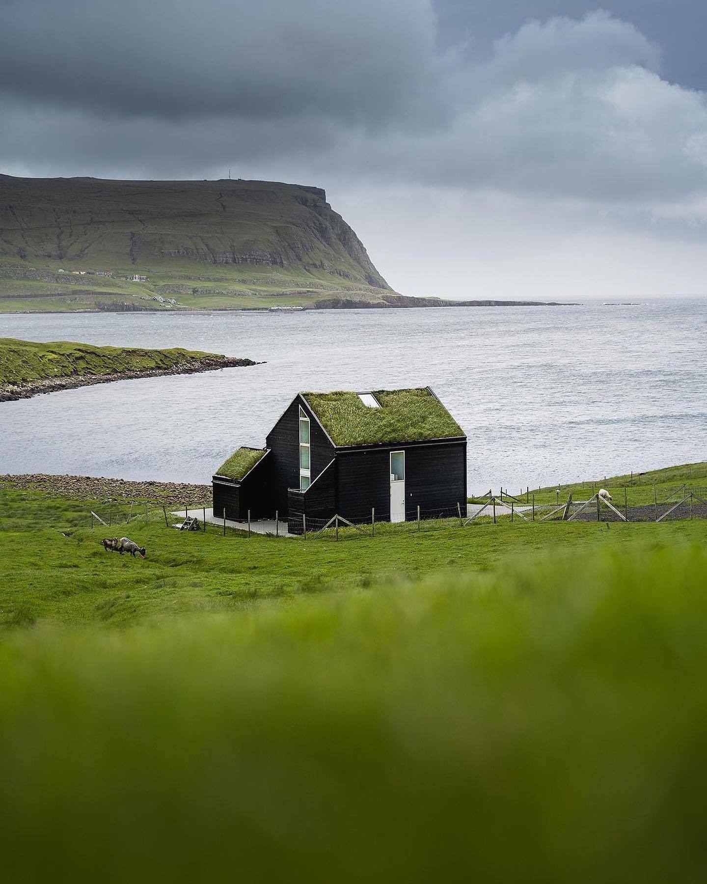 1440x1800, 240 Kb / Фарерские острова, дом, трава, коза, фьорд, гавань, горы, скалы, облака
