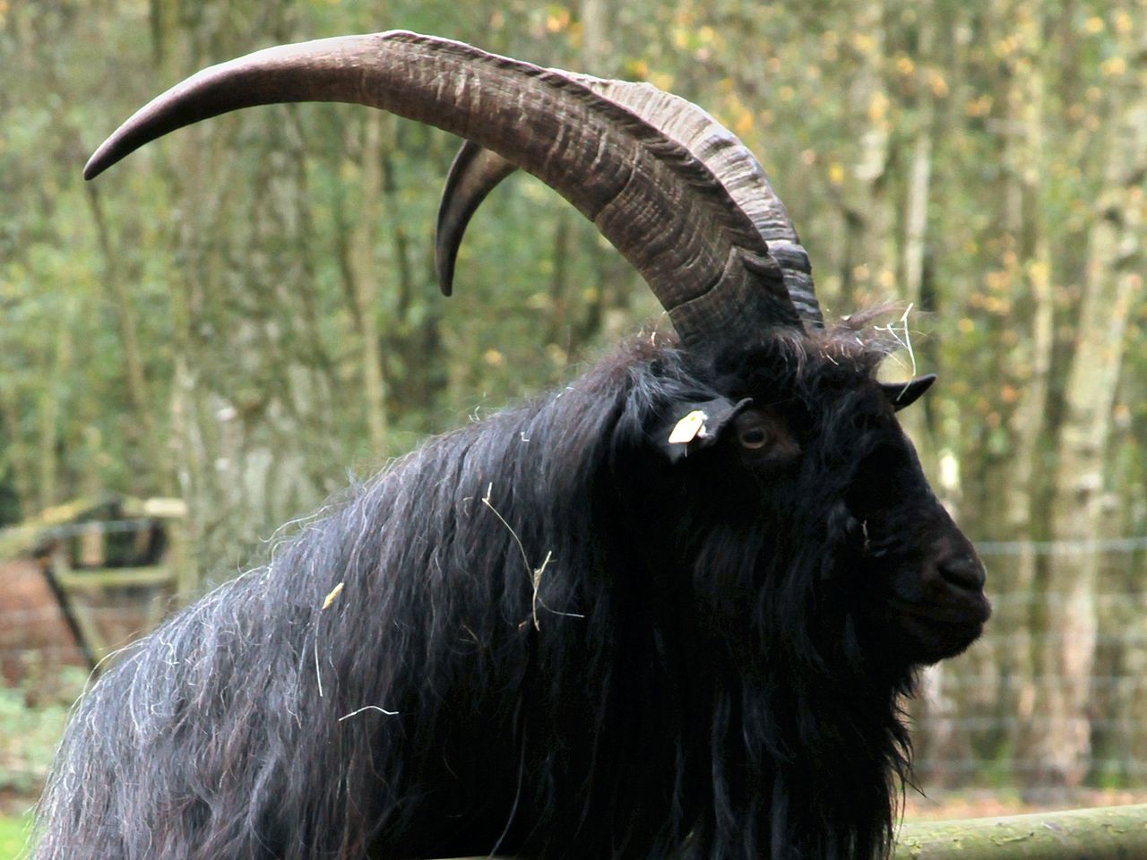 1280x960, 165 Kb / козёл, черный, рога