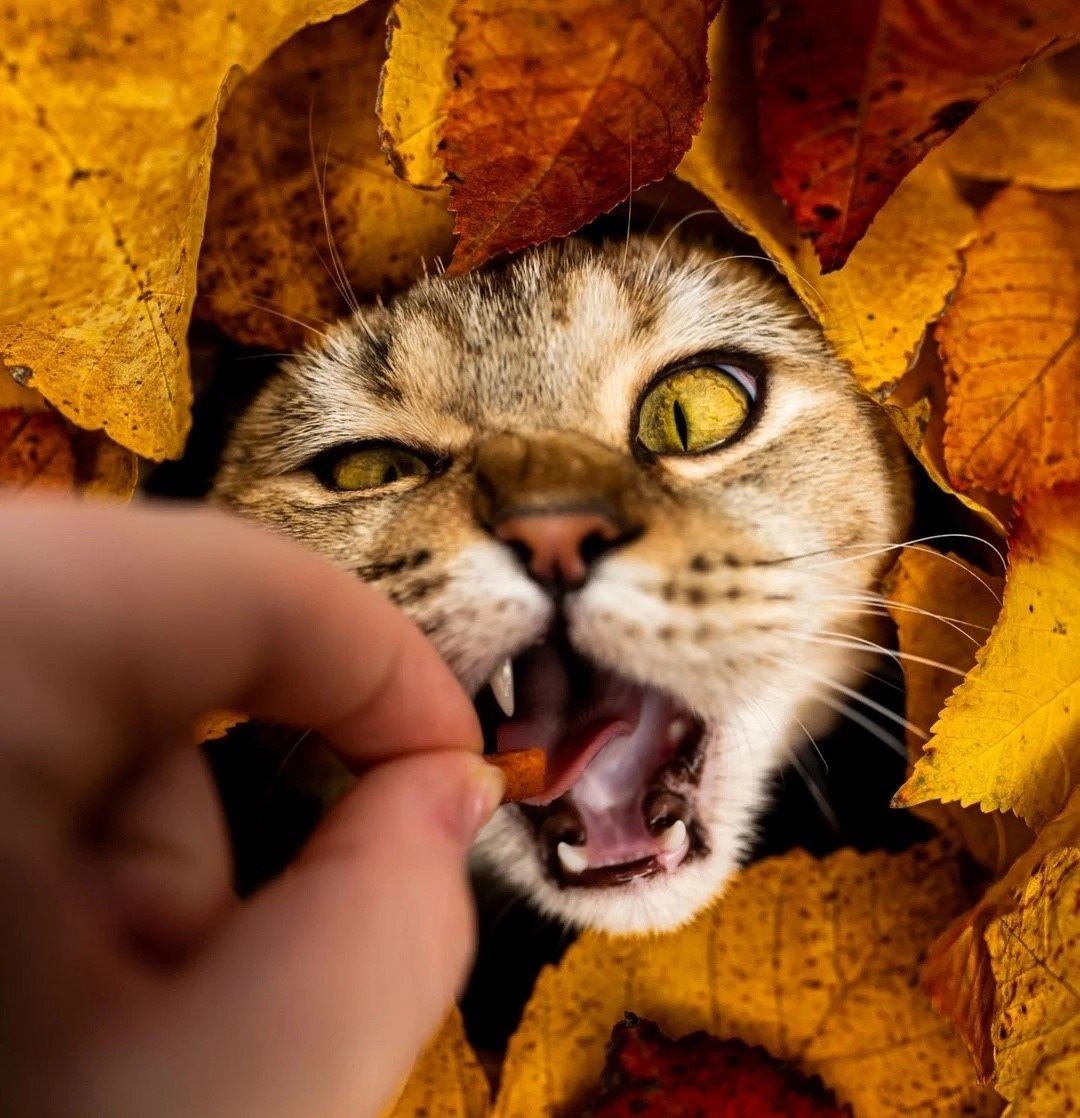 1080x1118, 197 Kb / Кот, кошка, осень, листья, Michelle Neumann