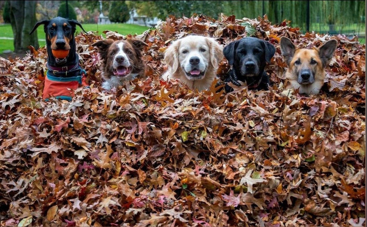1282x794, 331 Kb / собаки, листья, осень, мяч