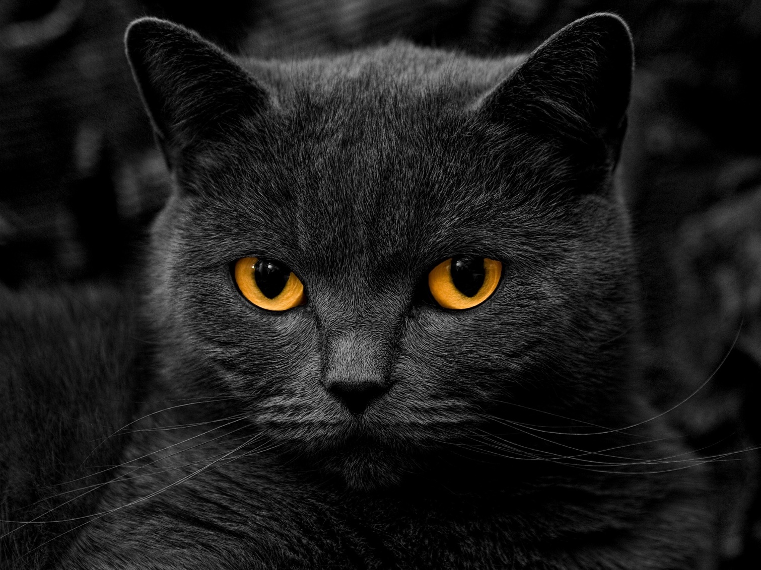 1511x1133, 613 Kb / кот, кошка, черный, глаза