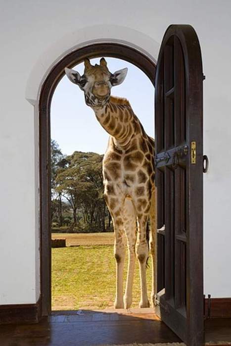 467x699, 34 Kb / жираф, дверь
