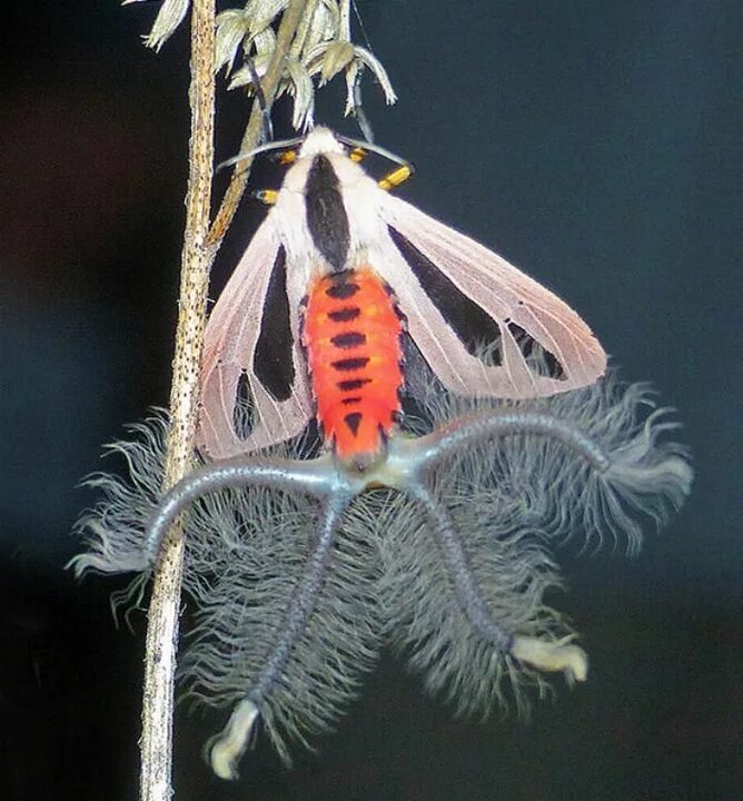 668x720, 90 Kb / , , , , , creatonotos gangis, 