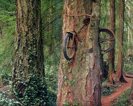 545x432, 65 Kb / велосипед, дерево