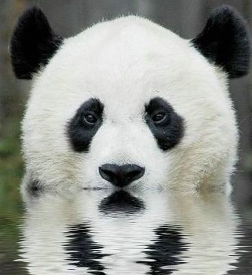 367x401, 29 Kb / панда, вода