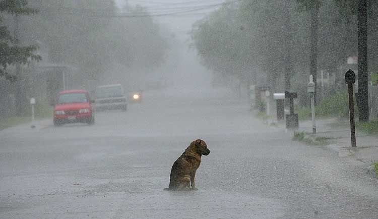750x434, 35 Kb / собака, дождь, дорога, одиночество