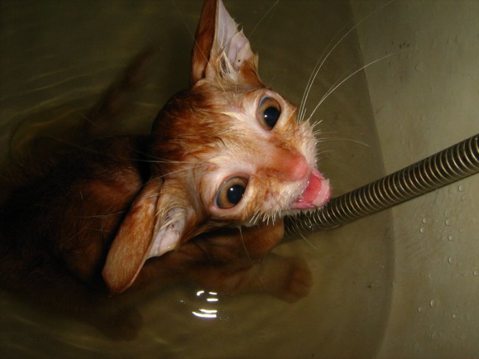 700x525, 55 Kb / кошка, кот, мокрый, вода, ванна
