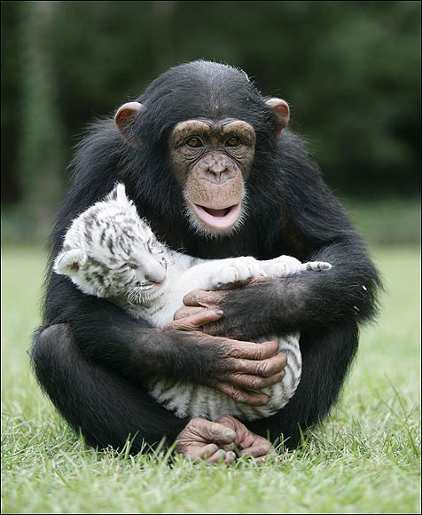 476x580, 64 Kb / шимпанзе, тигренок