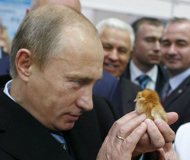 610x515, 59 Kb / Путин, цыпленок