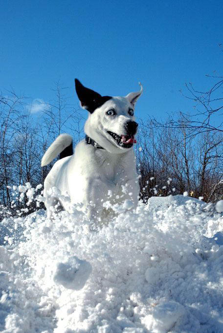 456x681, 97 Kb / собака, зима, вольт, снег