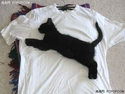 400x300, 23 Kb / котенок, футболка