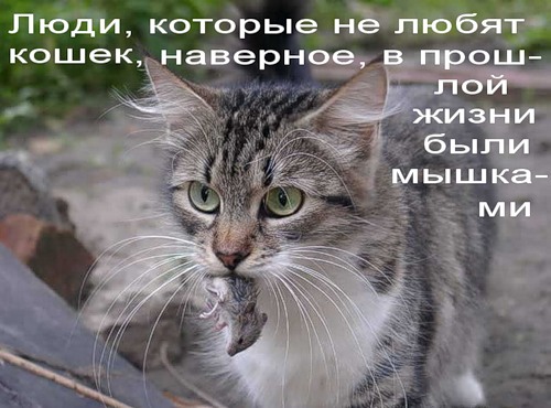 500x370, 59 Kb / ���, ����