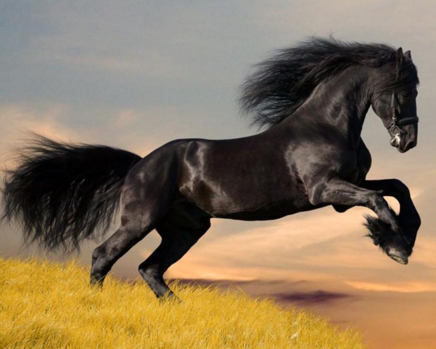 900x720, 60 Kb / арабский скакун, конь, лошадь