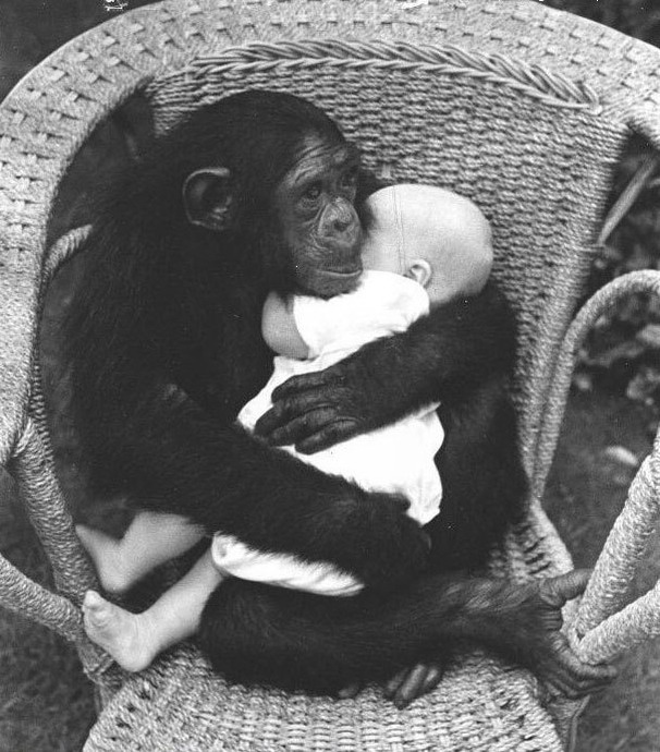 606x690, 127 Kb / обезьяна, ребенок, кресло, ч/б, шимпанзе