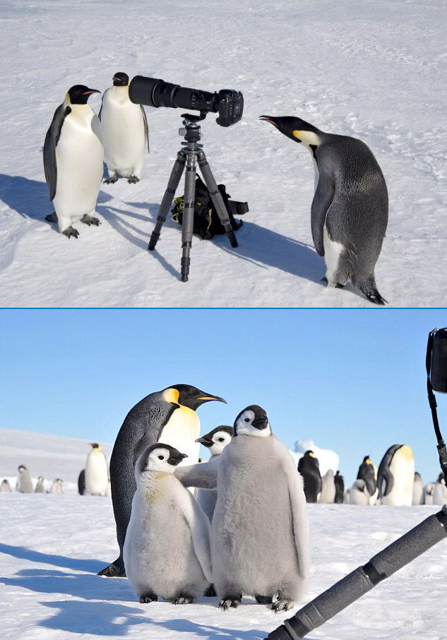 633x907, 150 Kb / пингвины, фото