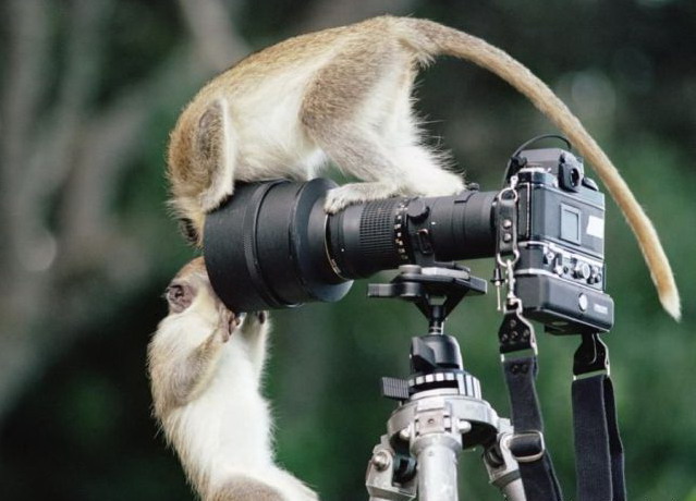 639x460, 68 Kb / обезьяны, фотоаппарат
