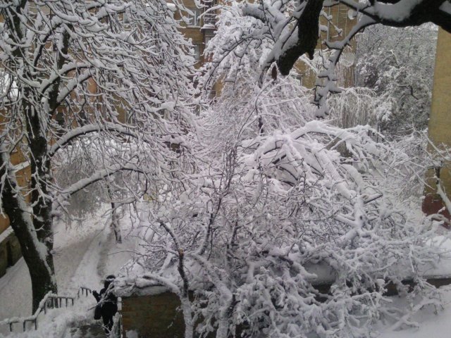 640x480, 102 Kb / снег, Киев