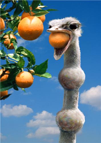 354x500, 26 Kb / страус, апельсины