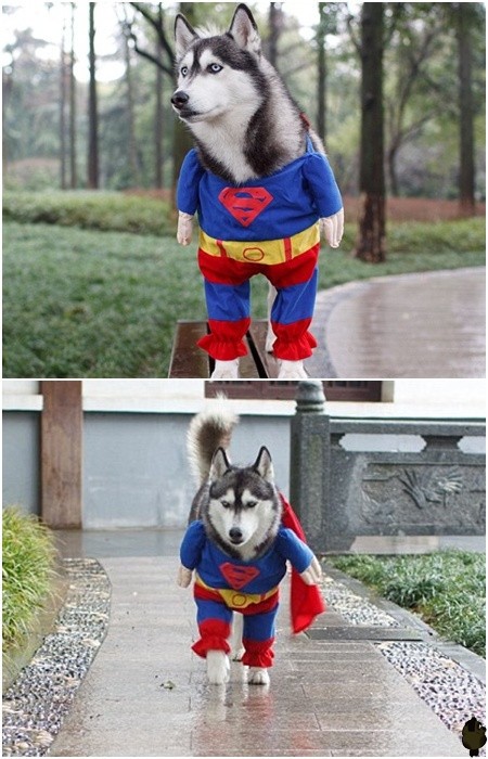 450x700, 101 Kb / собака, костюм, супермен