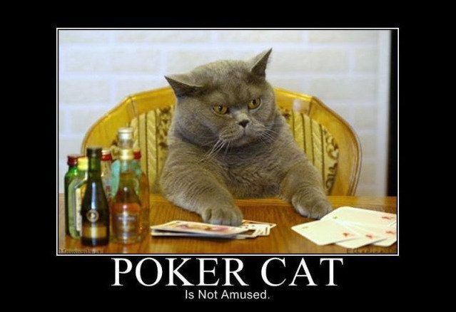 639x438, 54 Kb / кот, покер