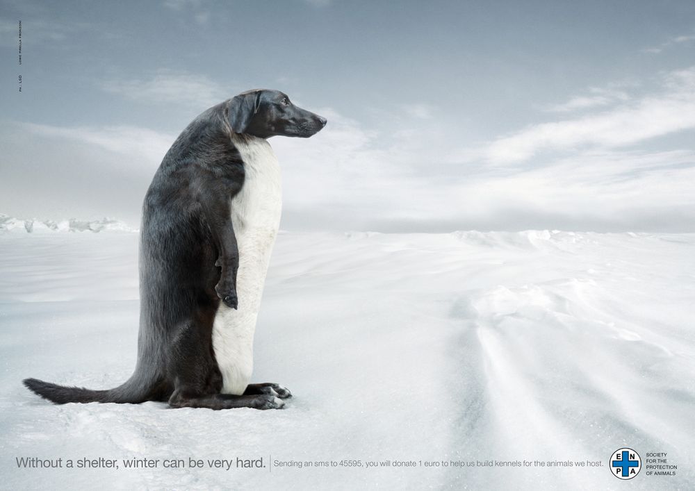 1000x707, 63 Kb / снег, реклама, пингвин, собака