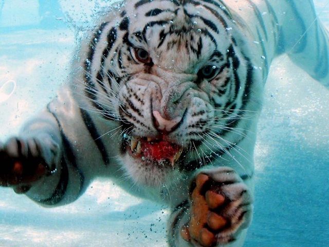 640x480, 59 Kb / тигр, белый тигр, альбинос, вода