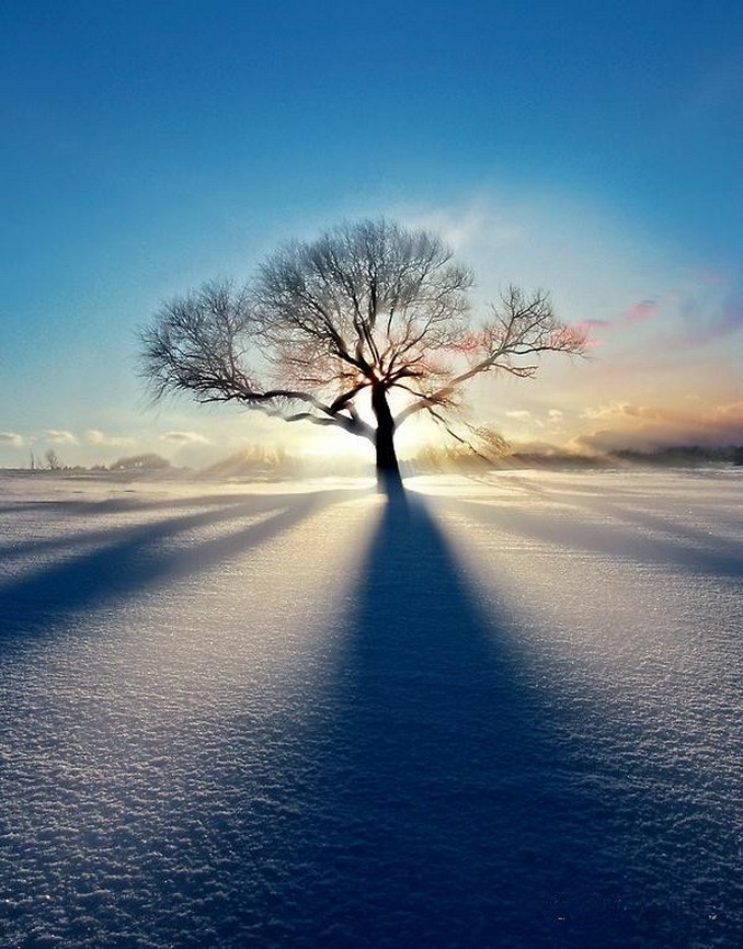 678x866, 146 Kb / снег, поле, дерево, солнце
