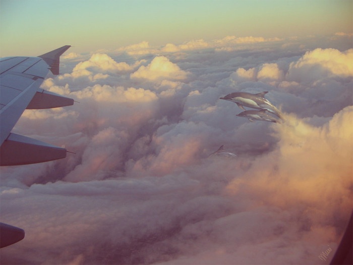 700x525, 67 Kb / облака, дельфины, самолет