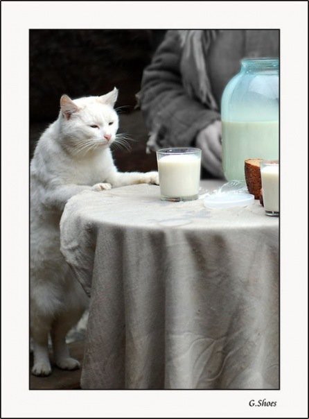 446x604, 40 Kb / кот, стакан, молоко, столик