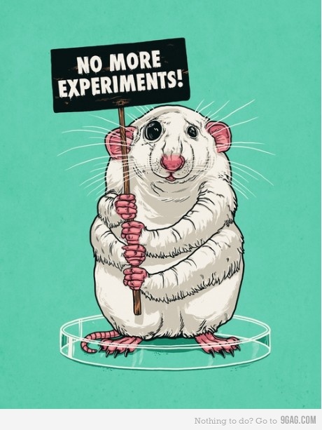 460x613, 88 Kb / крыса, демонстрация, эксперимент