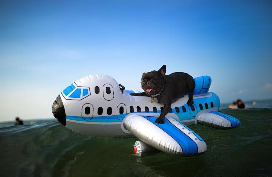 890x580, 105 Kb / самолет, собака, вода