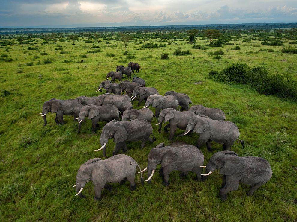 990x742, 170 Kb / слоны, уганда, зелень, бивни, горизонт завален