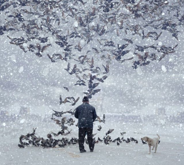 640x575, 82 Kb / птицы, снег, мужик, собака, зима