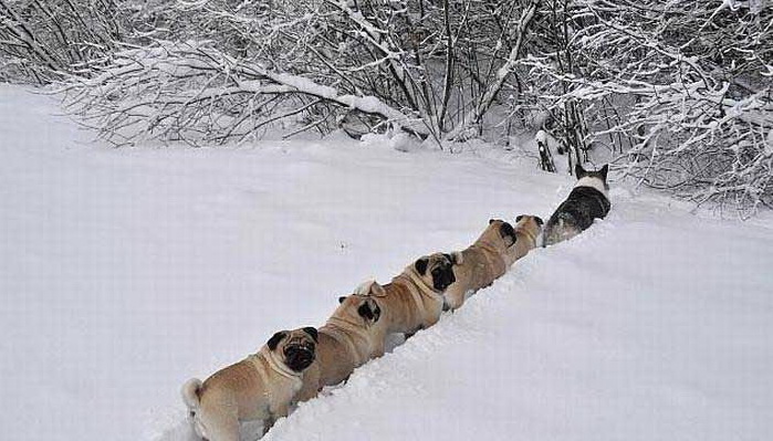 699x399, 111 Kb / собаки, снег, тропа