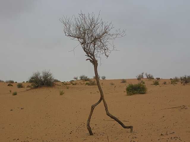 640x478, 30 Kb / дерево, пустыня