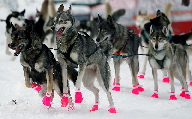 800x498, 68 Kb / собаки, лайки, упряжь, обувь, зима, снег