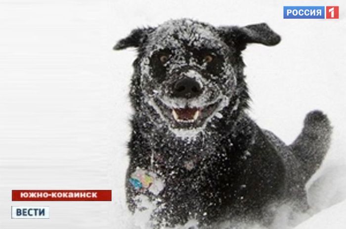 700x463, 45 Kb / собака, улыбка, снег