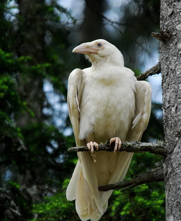 599x730, 150 Kb / альбинос, белая ворона, лес