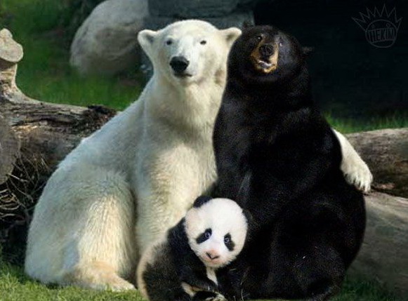 581x429, 82 Kb / медведь, панда, ч/б