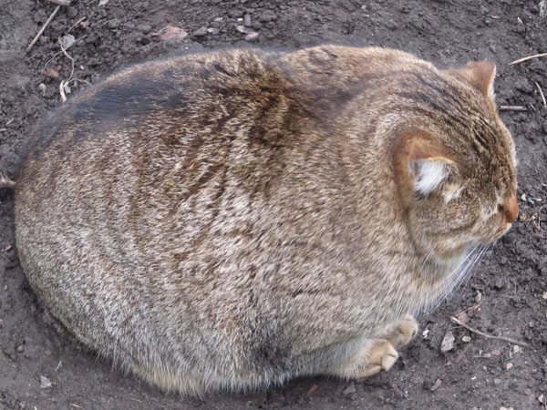 600x450, 92 Kb / кот, толстый, котэ, кошка, толстый кот