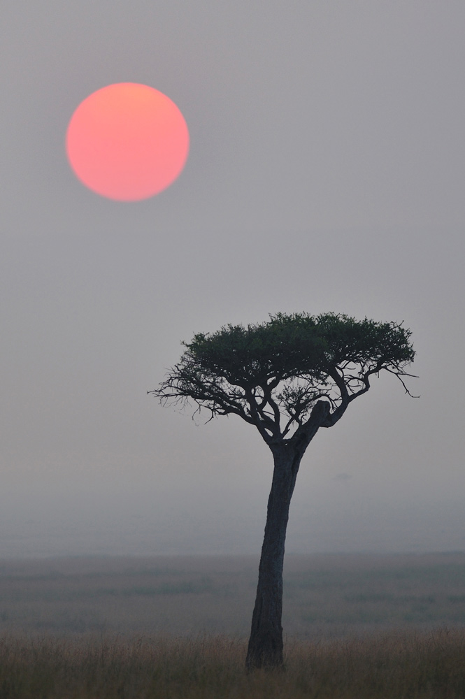 665x1000, 119 Kb / солнце,дерево,туман
